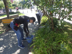8月22日にヘメロカリスの茎刈りの作業をする植物ボランティア
