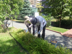 8月22日にヘメロカリスの茎刈りの作業をする植物ボランティア