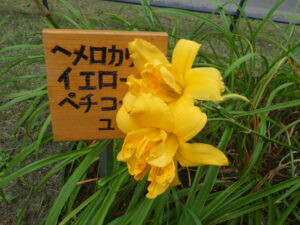 8月4日のへメロカリス、イエローペチコーツの花