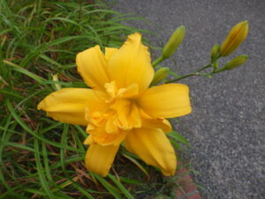 8月4日のへメロカリス、イエローペチコーツの花