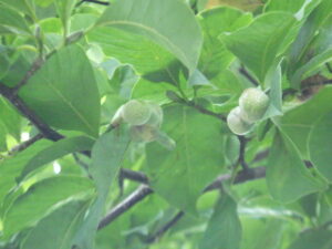 8月25日のキタコブシの実の様子