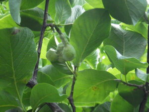 8月25日のキタコブシの実の様子