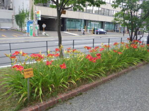 8月2日のヘメロカリスのジェイの花壇