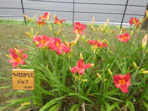 8月2日のヘメロカリスのジェイの花