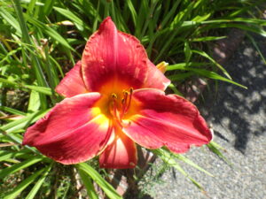 8月10日に咲いていた一番最後のヘメロカリスジェイの花