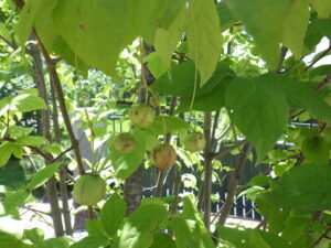 8月10日のツリバナの実の様子
