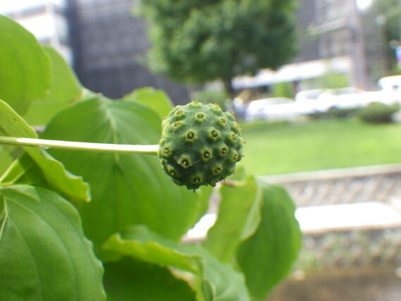 「今週の公園ボランティアと園内の花と実の2週目」の画像