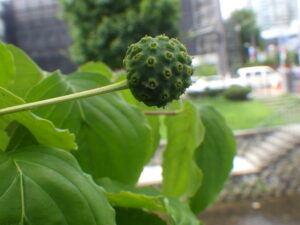 8月9日のヤマボウシの実の様子