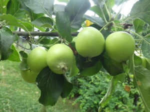 8月2日のリンゴの実の様子