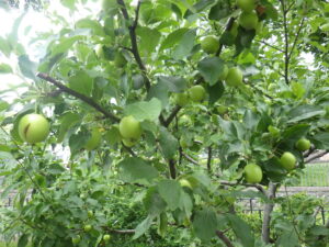8月2日のリンゴの実の様子