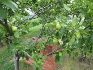 8月2日のリンゴの実の様子
