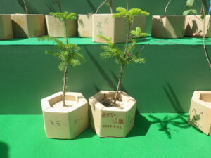 8月26日に開催された「札幌水源の森づくり」で作ったポット苗