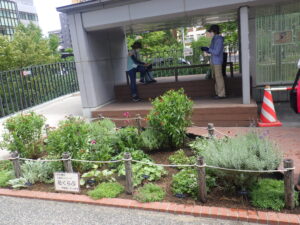 8月31日の花壇の様子