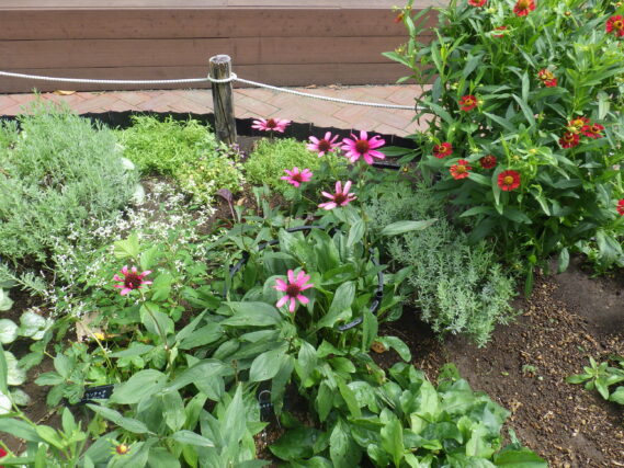 「今週の公園ボランティア」の画像