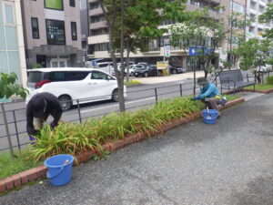 9月5日にヘメロカリスの除草をする植物ボランティア