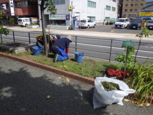 9月8日にブタナなどの除草をする除草ボランティア