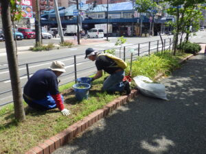 9月8日にブタナなどの除草をする除草ボランティア