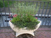 9月8日に花くらぶが手入れした狸二条広場のコンテナの花