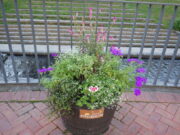 9月8日に花くらぶが手入れした狸二条広場のコンテナの花