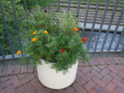 9月8日に花くらぶが手入れした狸二条広場のコンテナの花