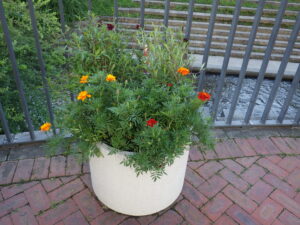 9月8日に花くらぶが手入れしたまんなか広場のコンテナの花