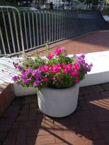 9月8日に花くらぶが手入れしたまんなか広場のコンテナの花