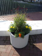 9月8日に花くらぶが手入れしたまんなか広場のコンテナの花