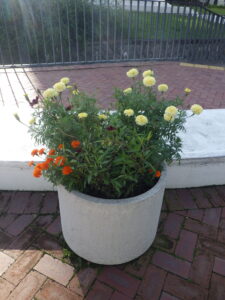 9月8日に花くらぶが手入れしたまんなか広場のコンテナの花