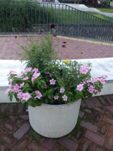 9月8日に花くらぶが手入れしたまんなか広場のコンテナの花