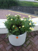 9月8日に花くらぶが手入れしたまんなか広場のコンテナの花