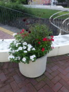 9月8日に花くらぶが手入れしたまんなか広場のコンテナの花