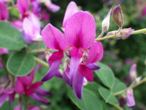 9月20日のハギの花