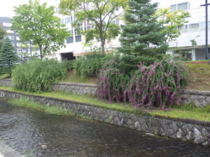 9月21日の南1条のハギの様子