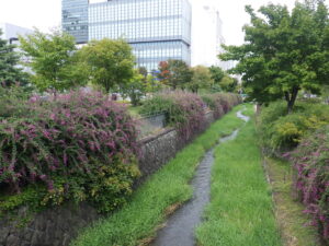 9月21日の北1条のハギの様子