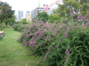 9月21日の北1条のハギの様子