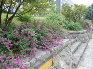 9月21日の北1条のハギの様子