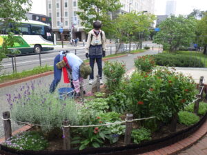 9月21日に花壇の手入れをする花くらぶ