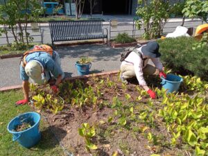 9月27日にスズラン花壇の除草作業をするお助け隊