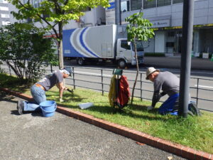 9月29日に芝生のブタナの除草作業をする除草ボランティア
