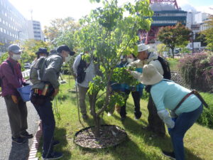 10月3日の植物ボランティアで指導の笠先生からライラックの秋剪定の説明を受ける様子
