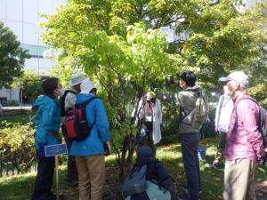 10月3日の植物ボランティアで指導の笠先生からライラックの秋剪定の指導を受けて作業をする