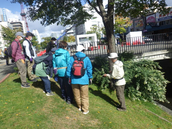 「ライラック秋剪定とハギの話 植物ボランティア」の画像