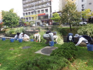 10月4日に芝生のブタナとタンポポの除草をするお助け隊と企業ボランティアさん