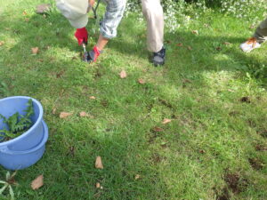 10月4日に芝生のブタナとタンポポの除草をするお助け隊