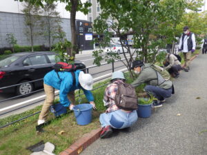 10月10日にヘメロカリスの刈り込み作業をする植物ボランティア