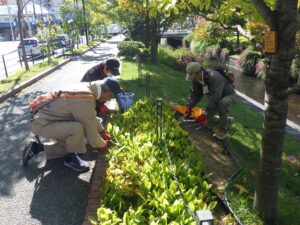10月11日にスズランの刈り込みをするお助け隊
