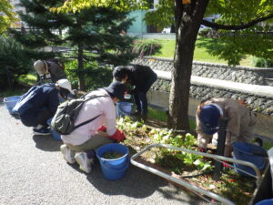 10月11日にスズランの刈り込みをするお助け隊