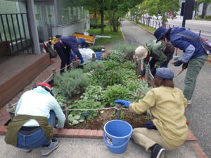 10月12日に花壇に越冬ビオラに植える花くらぶ