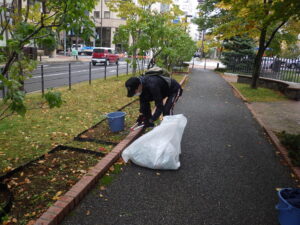 10月17日にヘメロカリスの刈り込み作業をする植物ボランティア