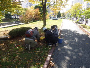 10月18日にスズランの刈り込みをするお助け隊